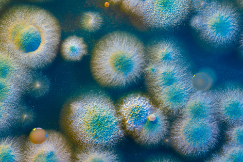 Mold Testing Connecticut - Grizzly Home Inspections