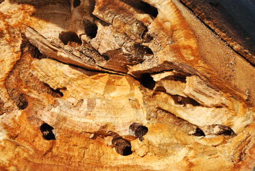Termite & Wood Destroying Organisms Inspection - Grizzly Home Inspections